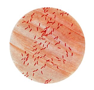 Bacillus bacteria escherichia photo