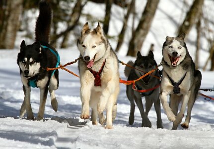 sportive dog team is running in the snow photo