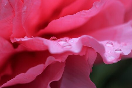 Beautiful beautiful flowers bloom