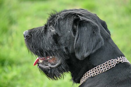 Schnauzer hunting dog retriever photo