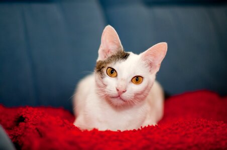 Feline eyes adorable photo