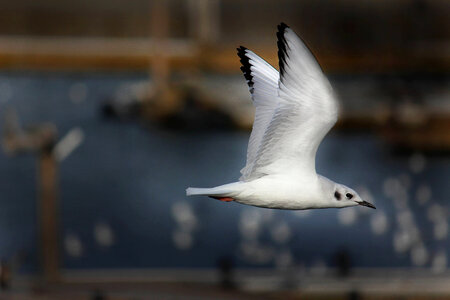 Bonaparte's gull-1 photo