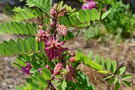 Acacia flower garden pink