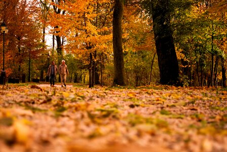 Autumn autumn season environment photo