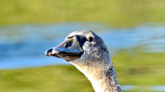 Beak close-up detail photo