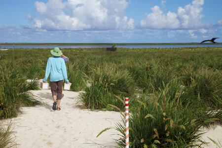 Nihoa Millerbird Translocation-1