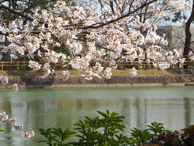 Blossom flowering cherry garden photo
