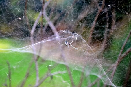 Spider Web