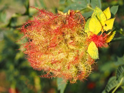 Cecidie slip wasps sprouted grains