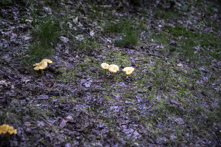 Wild Mushrooms growing on the ground at Levis Mound, Wisconsin photo