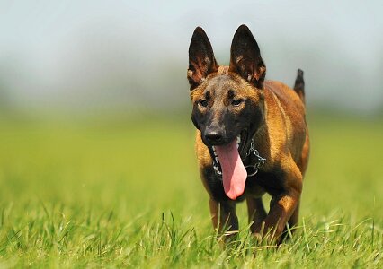 Animal portrait young dog pet photo