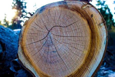 Bark tribe nature