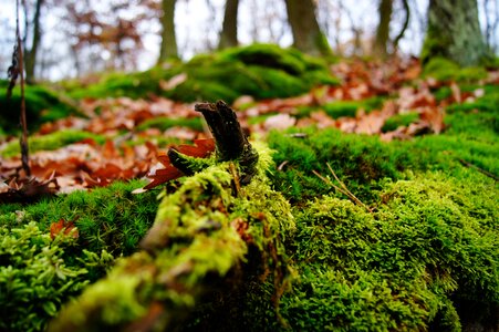 Autumn leaves plant