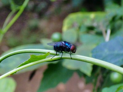 Insect wing wildlife photo