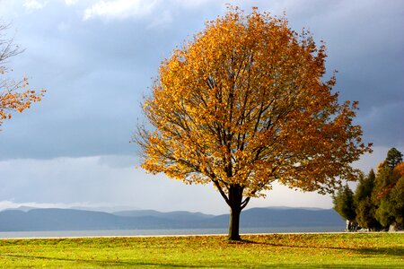 Leaves fall colors sky photo