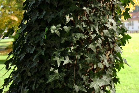 Leaves ivy autumn