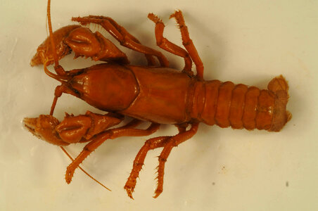 Cambarus (c.f.) dubius