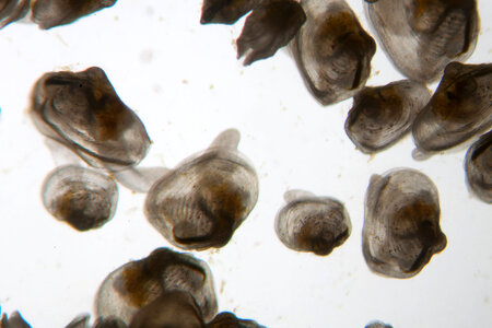 Juvenile freshwater mussels-2