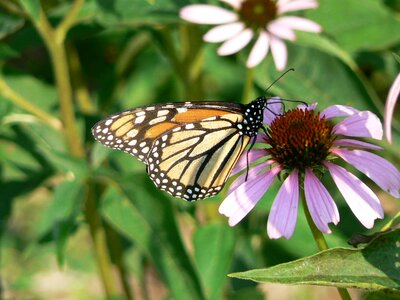 Blossom bug butterfly photo