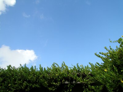 Foliage green environment