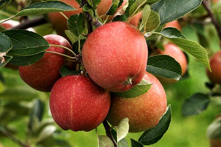 Nature red healthy
