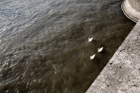 Three Swans Floating on the River photo