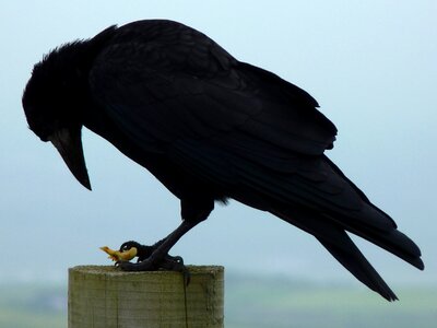 Animal eat silhouette