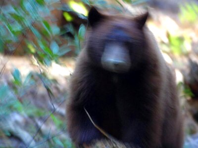 Attack bear running