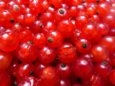 Red fruit ribes photo