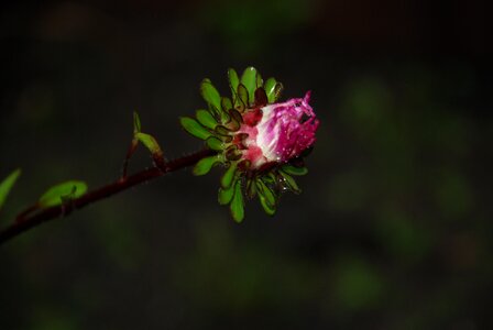 Anemones leaf nature