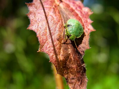 Bug larva green stinkwanze penatomidae photo