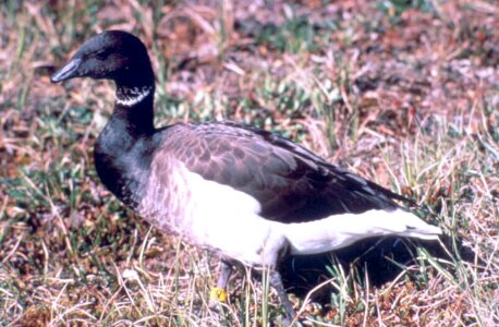 Branta Bernicla going grass plants