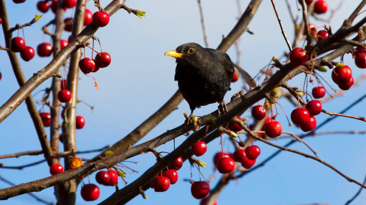Blackbird in Tree photo