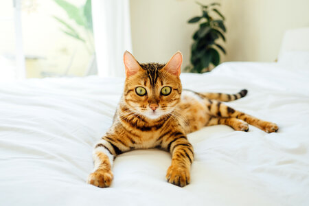 Cat Lying on White Bedclothes photo