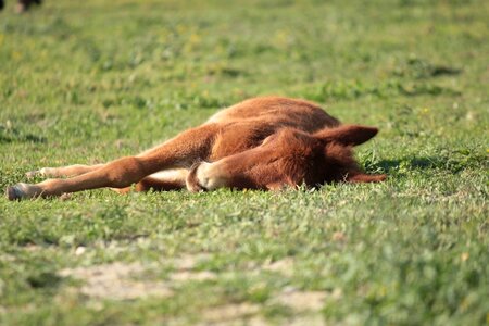 Pony sleeping livestock