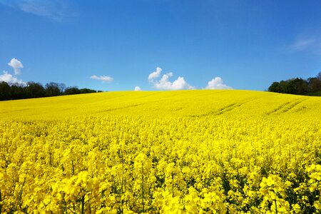 Landscape yellow blossom photo