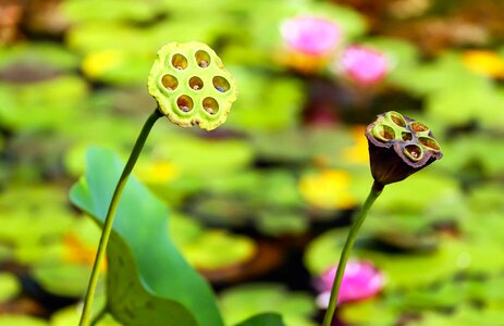 Beautiful beautiful flowers bloom