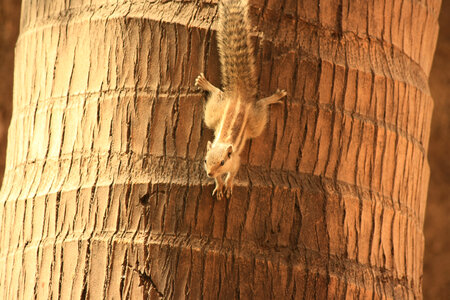 Squirrel Coconut Tree Cute photo