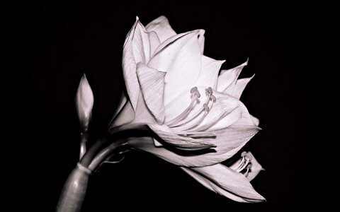 Beautiful Flowers black black and white photo