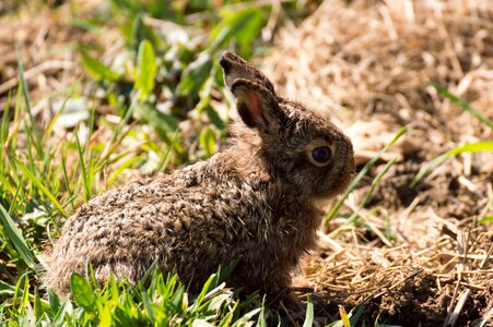 Hare baby rabbit baby wild animal