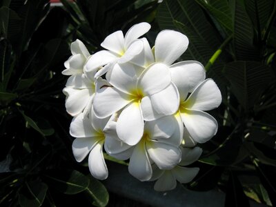 White incomplete nature