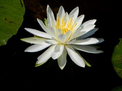 Aquatic beautiful beautiful flowers