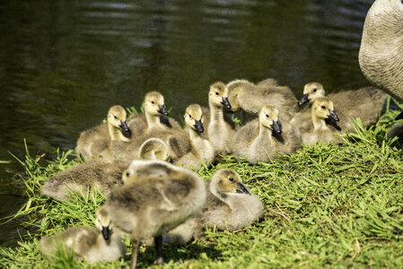 Group of Goslings in the sun photo