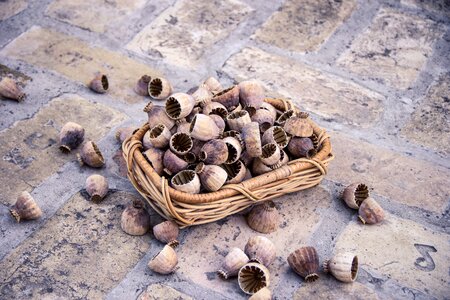 Basket beautiful photo brown photo