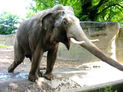Elephant animal zoo photo