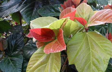 Tender leaves plant natural
