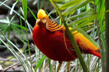 Fly wings feather