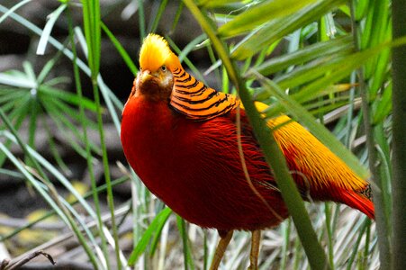 Fly wings feather photo