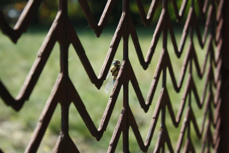 Macro summer wings