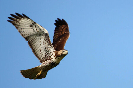 Juvenile Red-tailed hawk photo